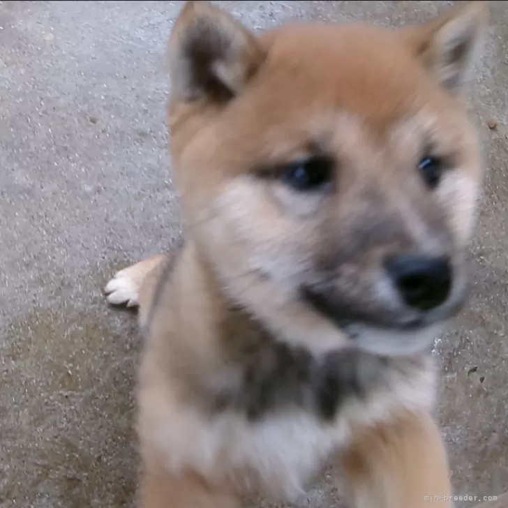 マサヤ 様のお迎えした子犬
