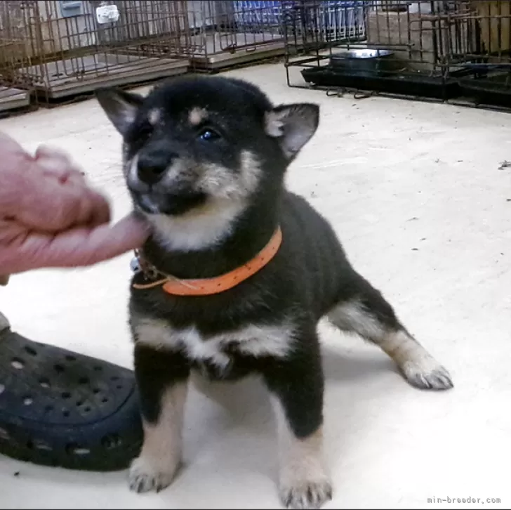 豆柴【佐賀県・女の子・2025年10月3日・黒】の写真1