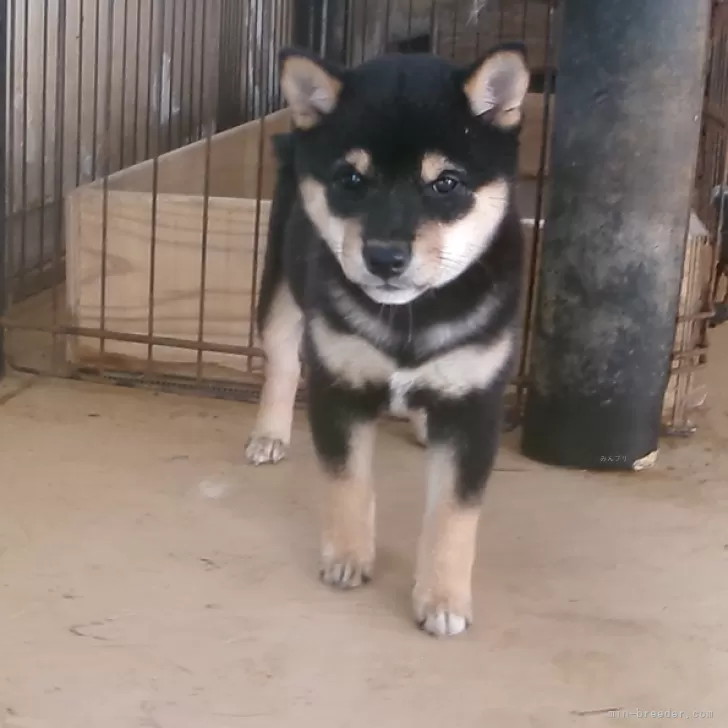 豆柴【佐賀県・女の子・2025年8月16日・黒】の写真1