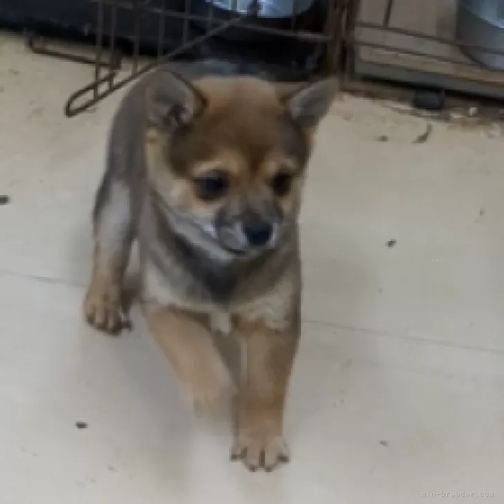 ID：2501-00749の子犬
