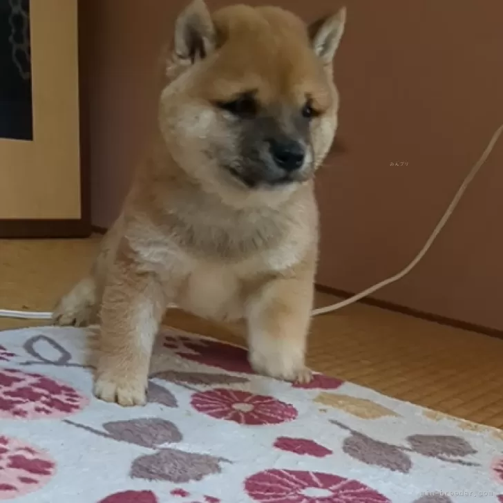 ID：2412-03492の子犬