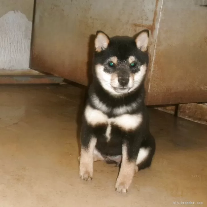 豆柴【佐賀県・女の子・2025年8月16日・黒】の写真1