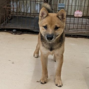柴犬(豆柴)【佐賀県・女の子・2025年3月30日・赤】の写真「赤オスの子と比較しても甲・乙付け難い見事な子です」