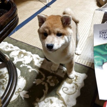 柴犬(豆柴)【佐賀県・男の子・2025年1月17日・赤】の写真「とても愛嬌者で癒しになる事を受け合います」