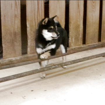 柴犬(豆柴)【佐賀県・女の子・2025年8月16日・黒】の写真「とても綺麗な配色で人目を引きます」