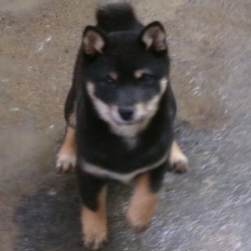 柴犬(豆柴)【佐賀県・女の子・2024年11月4日・黒】の写真「月齢の割には1900ｇととても小さいです」