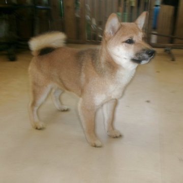 豆柴【佐賀県・女の子・2025年6月28日・赤】の写真「愛嬌の有るタヌキ顔の素敵で魅力的な女の子です」