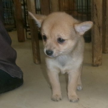 ミックス(チワワ×豆柴)【佐賀県・女の子・2025年8月17日・赤】の写真「1120gと驚く程めちゃくちゃ小さいです💞」