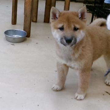 豆柴【佐賀県・女の子・2025年9月25日・赤】の写真「お顔が真ん丸で身体全体骨量に富み王者の漂う逸品です」