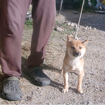 柴犬(豆柴)【佐賀県・女の子・2025年6月28日・赤】の写真「愛嬌の有るタヌキ顔の素敵で魅力的な女の子です」