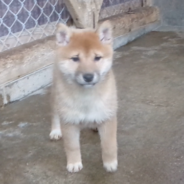 豆柴【佐賀県・女の子・2025年9月25日・赤】の写真「お顔が真ん丸で身体全体骨量に富み王者の漂う逸品です」