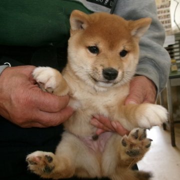 柴犬(豆柴)【佐賀県・男の子・2024年9月5日・赤】の写真「丸々と太っていて貫禄十分な素晴らしい逸品です」