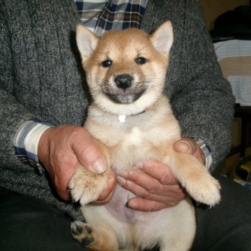 柴犬(豆柴)【佐賀県・女の子・2025年1月17日・赤】の写真「凛とした様子がとても男らしく逞しい子です」