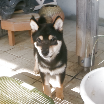 柴犬(豆柴)【佐賀県・男の子・2025年6月28日・黒】の写真「パット目にも目立つ上品で尚かつ素晴らしい配色の子」
