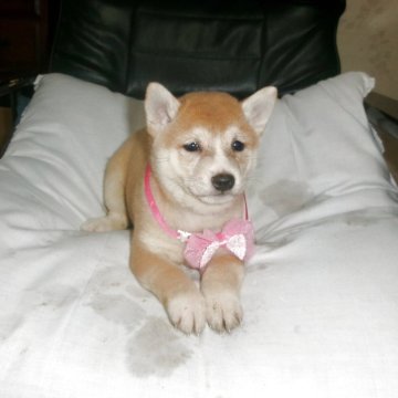 豆柴【佐賀県・女の子・2025年9月24日・赤】の写真「上品な色相いとお顔が素敵な女の子です」