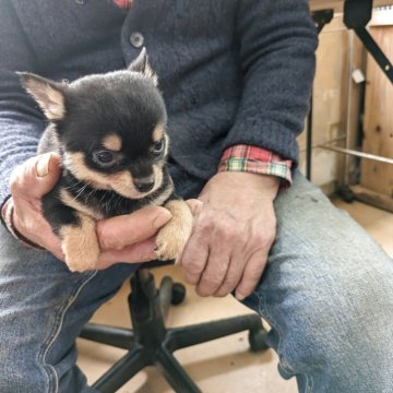 ミックス(チワワ×豆柴)【佐賀県・男の子・2025年2月10日・黒】の写真「稀少なチワワと豆柴の子です　キュウトなお顔です」