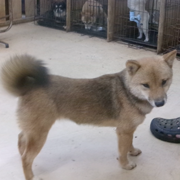 柴犬(豆柴)【佐賀県・女の子・2025年3月30日・赤】の写真「性格が良く大人しいです 躾がし易いと思います」