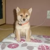 豆柴