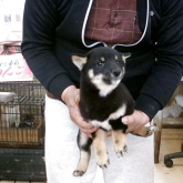 柴犬(豆柴)