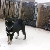 豆柴