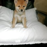 柴犬(豆柴)