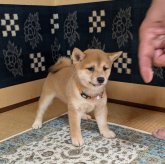 柴犬(豆柴)
