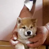 豆柴