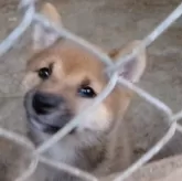豆柴