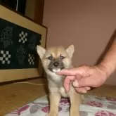 豆柴