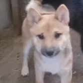 豆柴