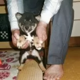 豆柴