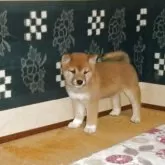 豆柴