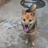 柴犬(豆柴)