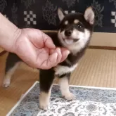 豆柴