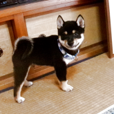 柴犬(豆柴)