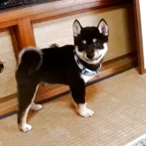 豆柴