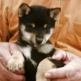 豆柴