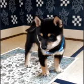豆柴