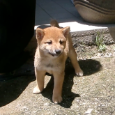 柴犬