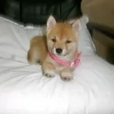 豆柴