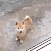 豆柴