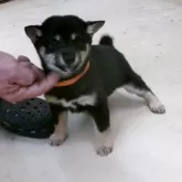 豆柴【佐賀県・女の子・2025年10月3日・黒】の写真3