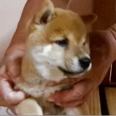 豆柴【佐賀県・男の子・2025年6月28日・赤】の写真9