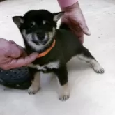 豆柴【佐賀県・女の子・2025年10月3日・黒】の写真4