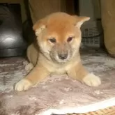 豆柴【佐賀県・男の子・2025年9月25日・赤】の写真4