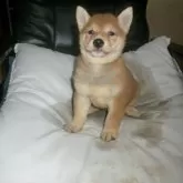 豆柴【佐賀県・男の子・2025年9月24日・赤】の写真12