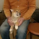 豆柴【佐賀県・男の子・2025年9月25日・赤】の写真3