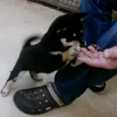 豆柴【佐賀県・女の子・2025年9月25日・黒】の写真5