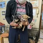 ミックス(チワワ×豆柴)【佐賀県・女の子・2025年3月12日・赤】の写真7