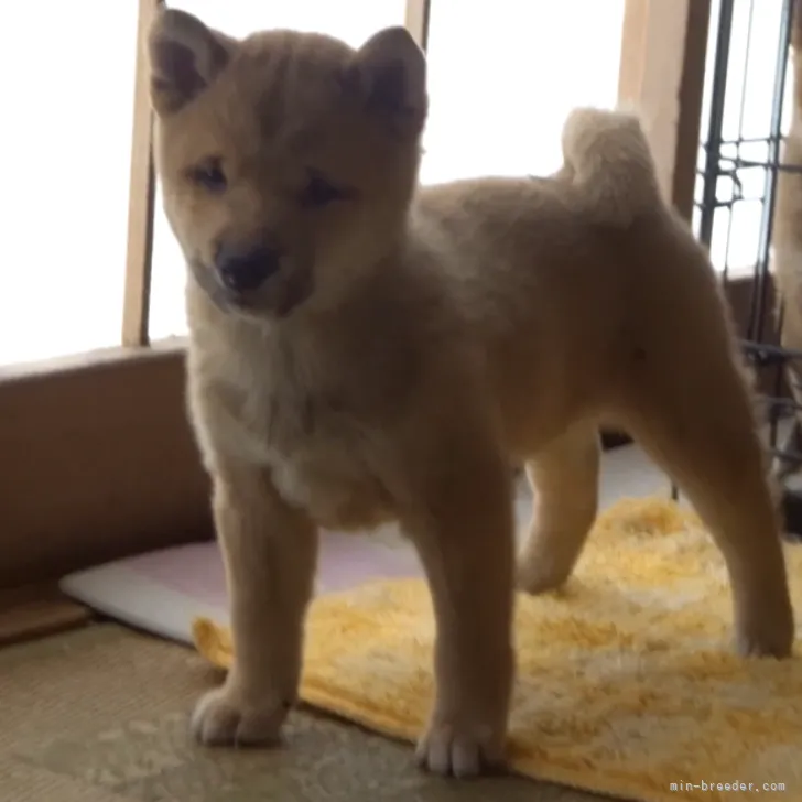 ID：2212-00011の子犬